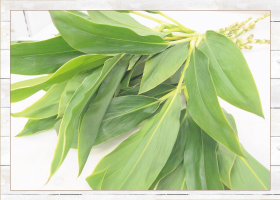 ドラセナ10本480円