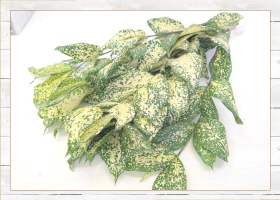 ゴッドセフィアナ10本480円