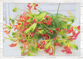 グロリオサ10本1580円