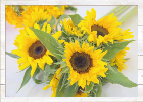 ひまわり10本880円