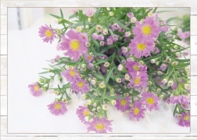 くじゃく草10本580円