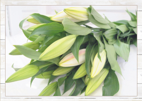 オリエンタルリリー5本1580円