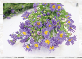 シオン10本480円