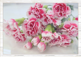 スプレーカーネーション10本680円