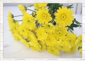 スプレーマム10本880円