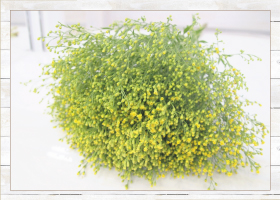 ソリダスター10本580円